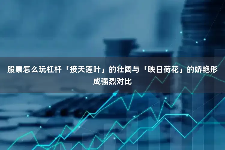 股票怎么玩杠杆「接天莲叶」的壮阔与「映日荷花」的娇艳形成强烈对比